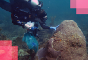 Curing Corals