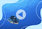 Saving the Leatherback Turtles