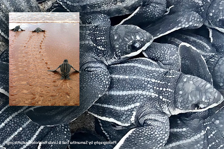 Baby Leatherback Marine Turtles Can’t ‘See the Sea’