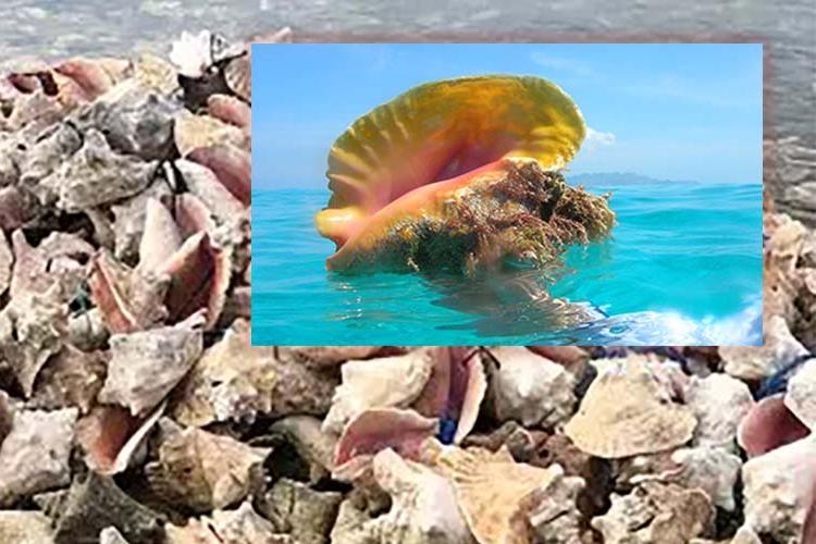 Queen Conch Aquaculture and Local Fish Initiative