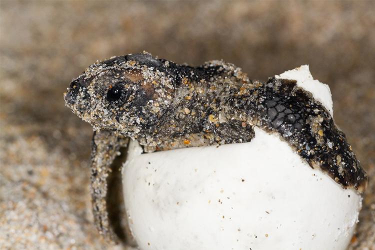 How Rainfall Impacts Size of Sea Turtle Hatchlings