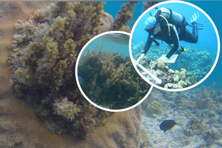 Sargassum, Coral Reefs and Water Quality